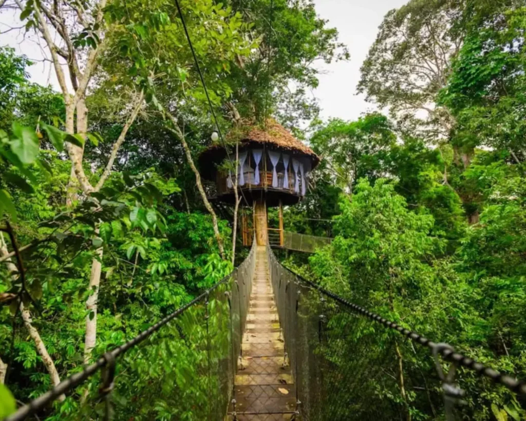 View of serena treehouse form connected rope bridge among the jungle trees at the treehouse lodge in peru.