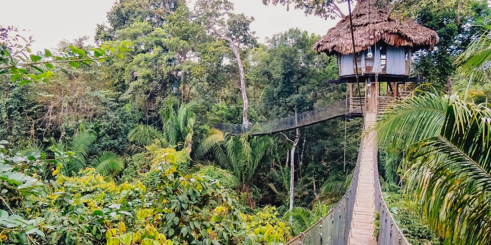 Treehouse across connected rope bridge at the treehouse lodge in peru.
