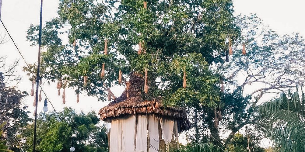 Treehouse in morning light at the treehouse lodge in peru.