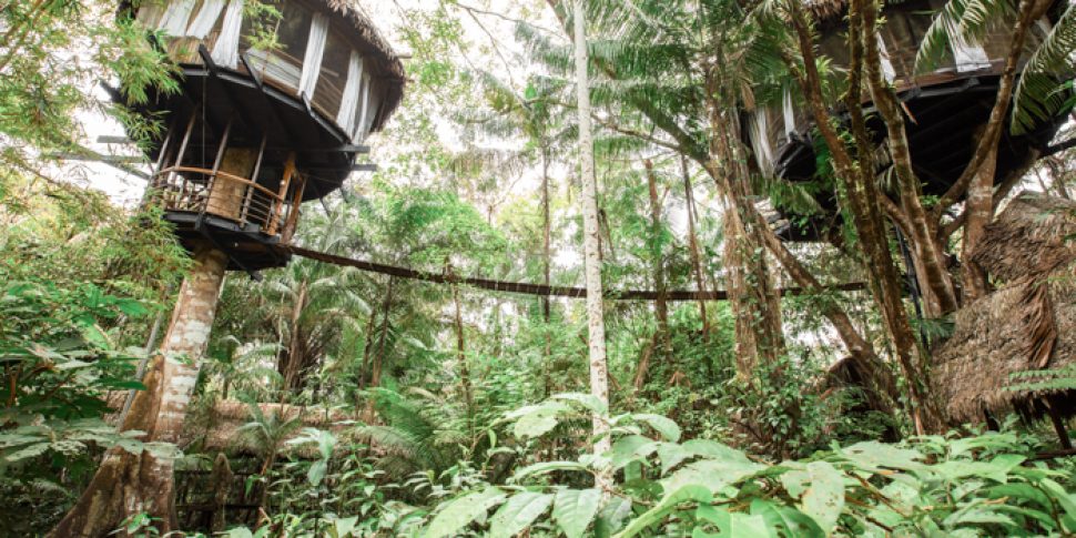 Beautiful shot of two connecting treehouse in jungle at the treehouse lodge in peru.