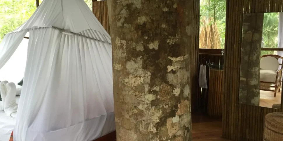 The center tree support of the cradle treehouse at the treehouse lodge in peru.