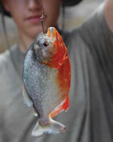 treehouse_lodge_piranha_fishing